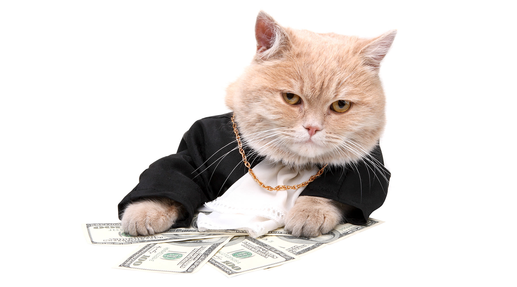 What Is A Kitty Money at Brenda Case blog